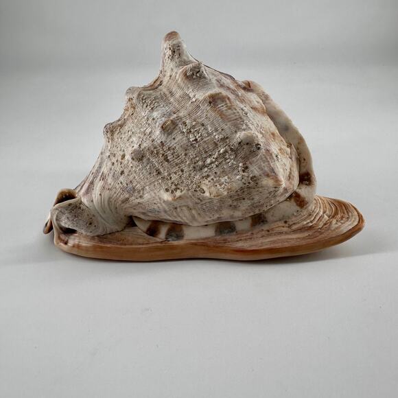 Vintage Striped Cassis Tuberosa - King Helmet Sea Snail Shell - Picture 1 of 10